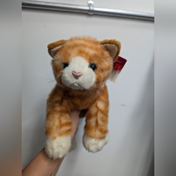 Beautiful orange tabby cat, tags attached but aged. - Picture 5 of 6